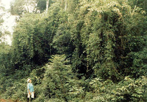 Selva_subtropical